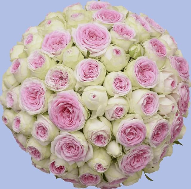 Flowers in a Box "Terra" with pink Peony Roses