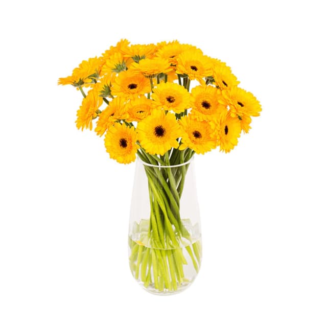 Yellow gerbera flowers