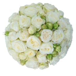 Flowers in a Box "Herman" with white Peony Roses